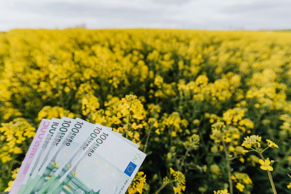 A hand holding multiple 100 euro banknotes over a vibrant yellow flower field, with a clear blue sky in the background. The scene suggests a floral gift or flower delivery context, emphasizing freshne
