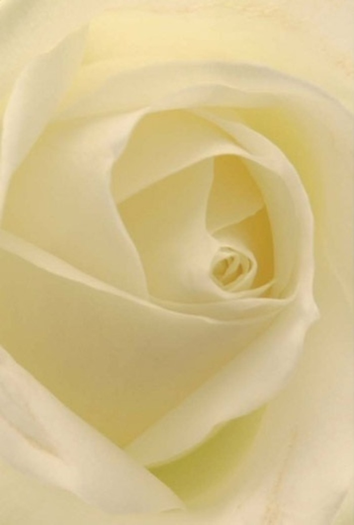 Drawn close to this radiant white rose, you witness a symphony of texture and light, every petal bespoke and thoughtfully placed, reminiscent of the calm sophistication that defines Earlsfield's residential streets. Matte and creamy whites blend into faint shadow, the petals illuminated as if by the gentle glow from nearby Wandsworth Common. The flower's center spirals in near-perfect harmony, a subtle nod to themes of renewal, purity, and gentle resilience-ideals often celebrated in the local community. This rose, carefully selected by a devoted florist, radiates a clean, serene beauty: its soft gradients of colour echoing the subdued elegance of a wedding at St. Andrew's Church, or a simple gesture of reconciliation between friends. The atmosphere is peaceful, the implied fragrance airy yet reassuring, a reminder of why such blooms have long been a staple for both commemorations and joyous gatherings. The artistry lies not only in nature, but in the keen eye and skilled hands of those arranging flowers for Earlsfield's neighbours and loved ones.